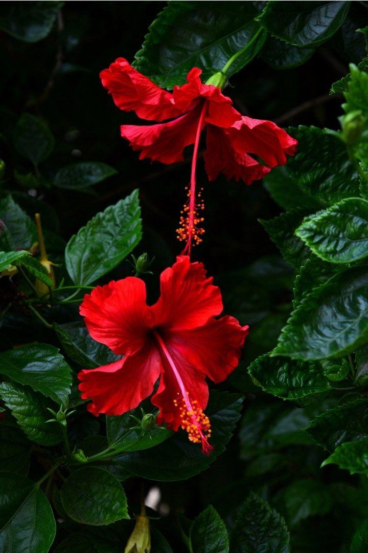 Sunset Melody Autumnal Blossom Array